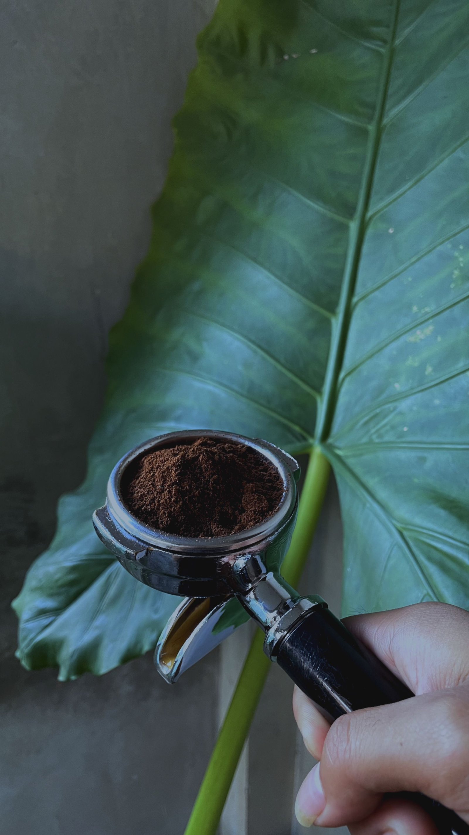 Borra de Café nas Plantas: Como Usar, Benefícios, Riscos e Erros que Você Deve Evitar