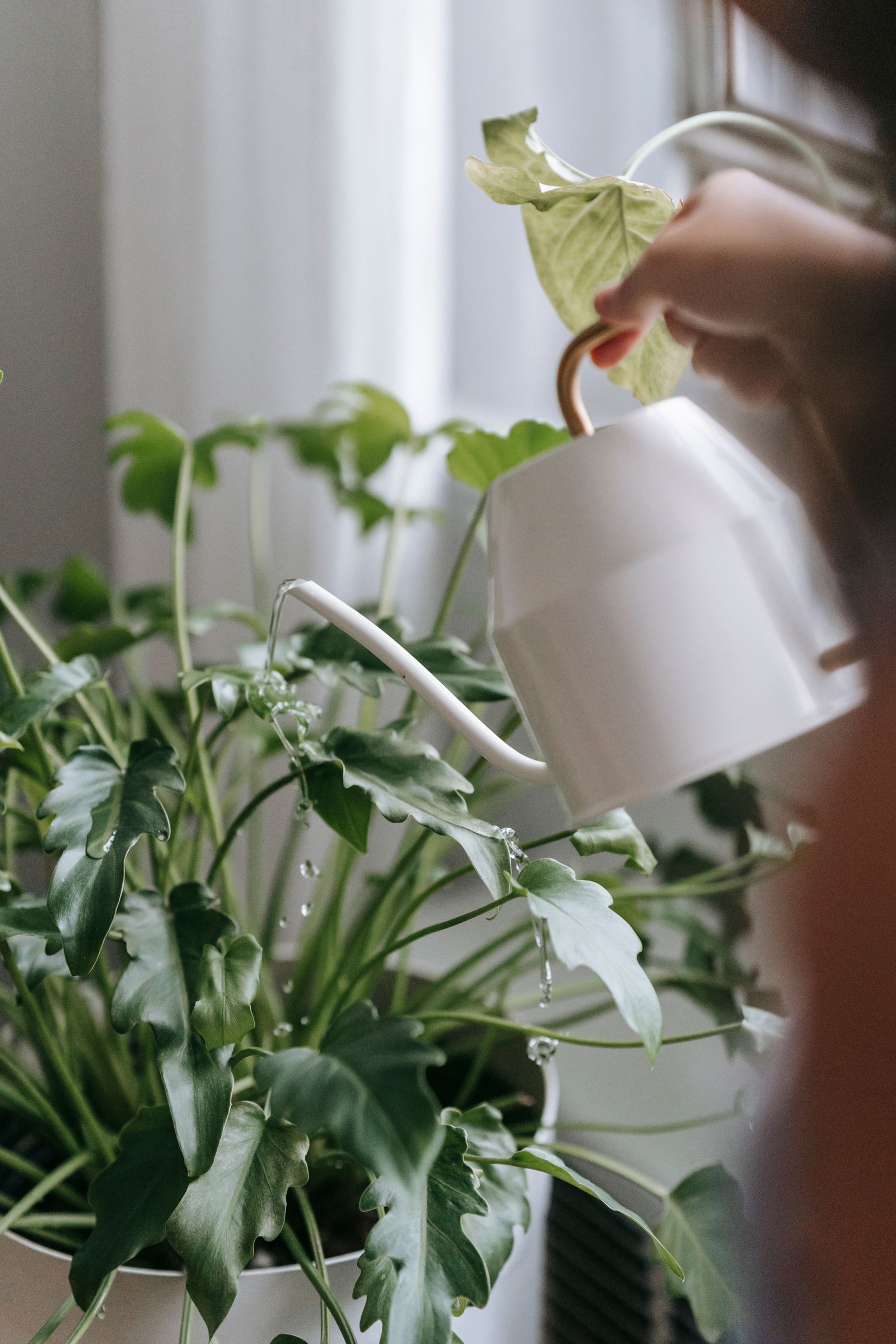 Como regar plantas em vasos corretamente