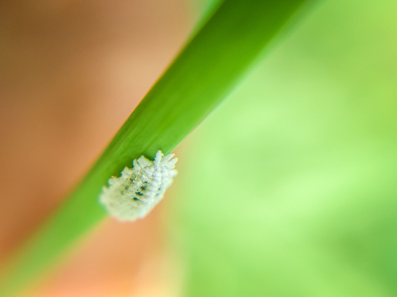 Fungos, Pulgões, Cochonilhas e Mosca-Branca: Como Identificar e Combater Pragas e Doenças nas Plantas